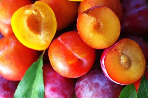 Plum Nutrition Facts - Minneopa Orchards