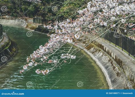 Cherry Blossom at Lake Biwa Canal in Yamashina Stock Image - Image of cherry, city: 260188071