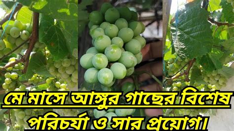 মে মাসে আঙ্গুর গাছের বিশেষ পরিচর্যা ও সার প্রয়োগ।।care And Fertilizer