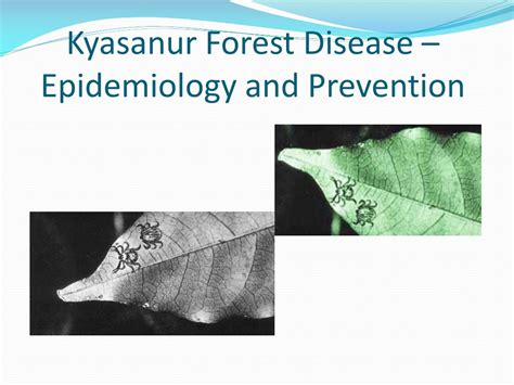 Ppt Kyasanur Forest Disease Epidemiology And Prevention Powerpoint