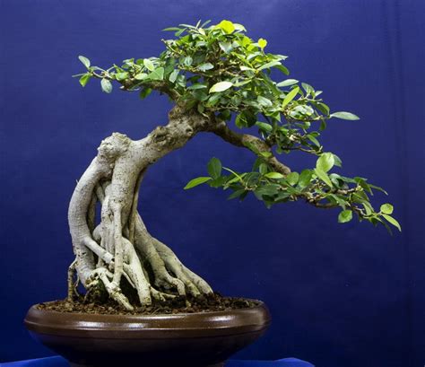 How To Make A Bonsai Ficus Tree At James Wynn Blog