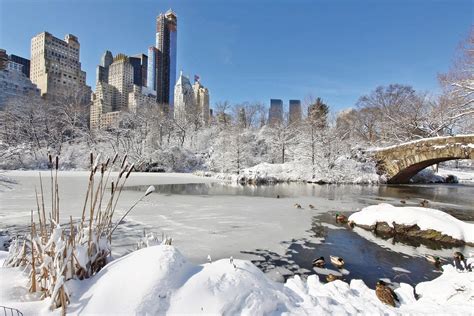 Fotos gratis árbol nieve invierno pájaro arquitectura estructura