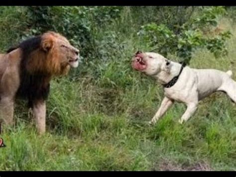 Pitbull Dog Vs Lion