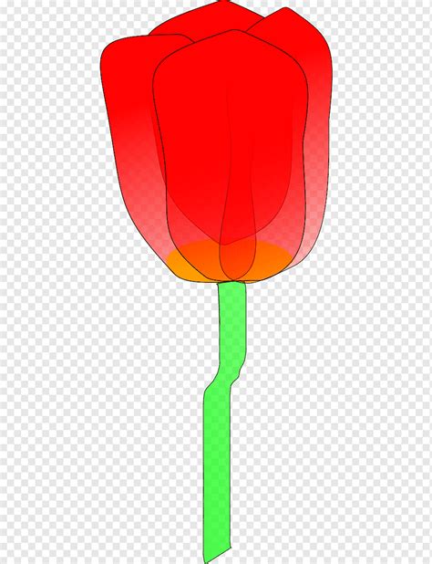 Tulip N Naranja Flor Sitio Web Png Pngwing