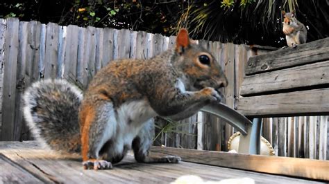 Identifying Male And Female Grey Squirrels