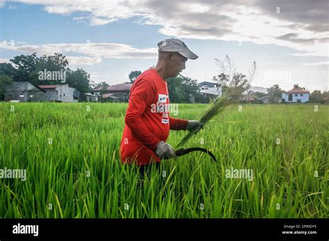 Teresa Rizal Philippines 10th Mar 2023 Filipino Farmer Works On A