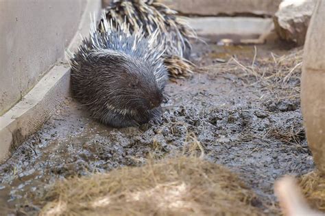 Porcupine Tracks: Identification Guide for Snow, Mud, and More - A-Z Animals