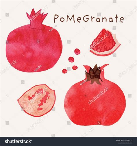 Pomegranate Fruit Watercolor Illustration Set Painterly Stock Vector ...