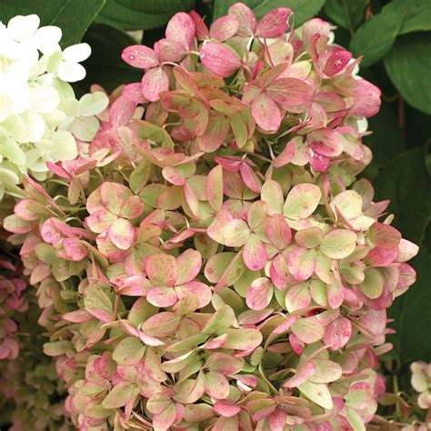 Proven Winners Multicolor Limelight Panicle Hydrangea Paniculata