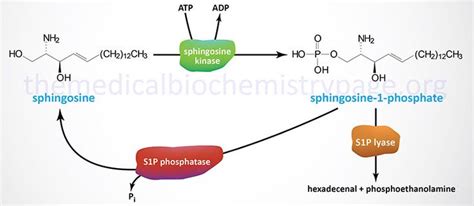 Synthesis of sphingosine-1-phosphate | Biochemistry, Metabolism, Ceramides