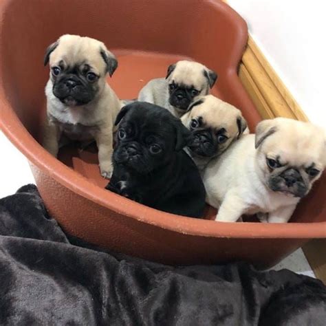 Pug Puppies For Sale Los Angeles Ca 329958 Petzlover