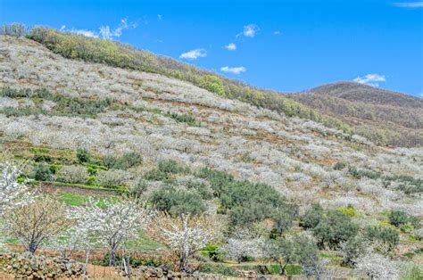 Cherry Blossoms In The Jerte Valley Spain Stock Photo Image Of Bloom