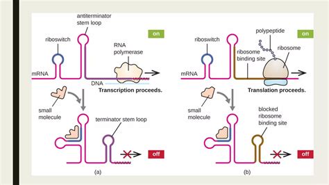 Riboswitches And Riboswitches Mediated Regulation Ppt