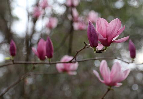 Sweet Southern Days Japanese Magnolia Blossoms