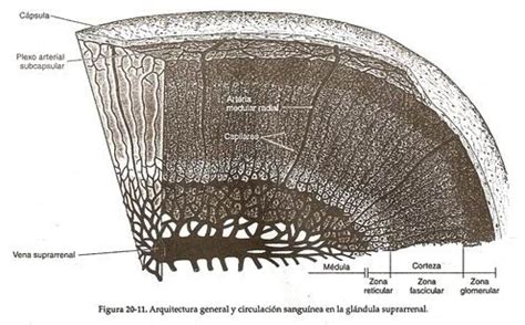 glandulas pancreaticas Buscar con Google Histología Sistema