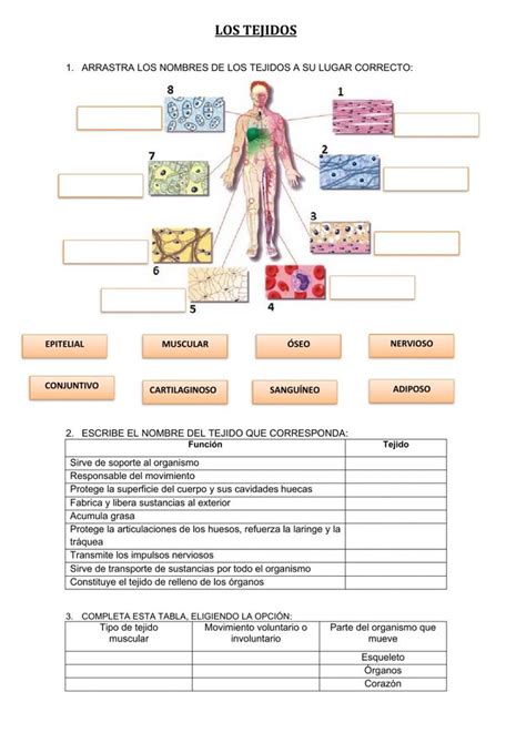 Tejido Epitelial Cuaderno De Trabajo Tejido Epitelial Cuaderno De Trabajo Epitelios De