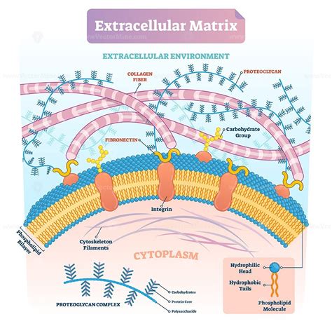 Extracellular Matrix Labeled Infographic Vector Illustration Scheme