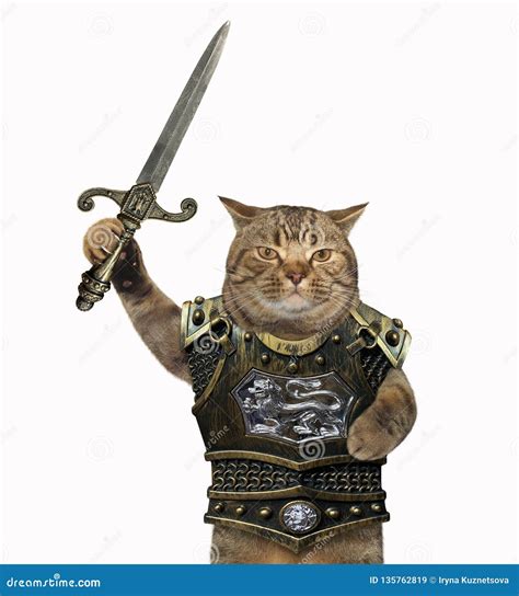 Cat in a Cuirass with the Sword 3 Stock Image - Image of fighter, metal ...