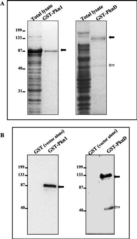 Expression And Puri Fi Cation Of Pkn And Pknd In E Coli E Coli Dh