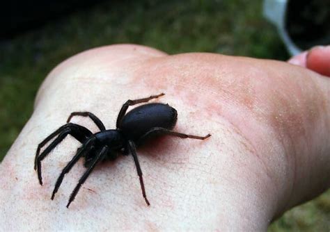 Tube Web Spider (Segestria Florentina) - Glenlivet Wildlife