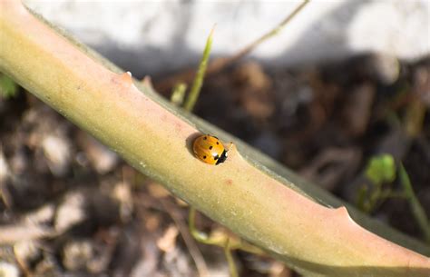 Coccinelle Scarab E Insecte Photo Gratuite Sur Pixabay Pixabay