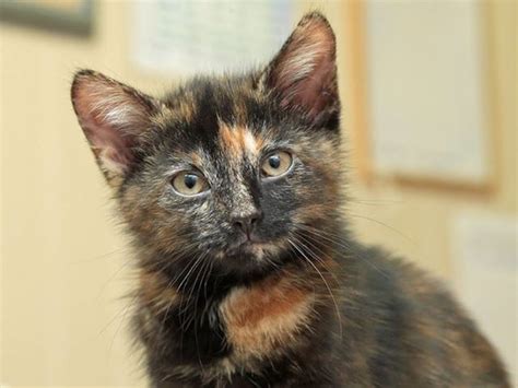 9996 Of Tortoiseshell Cats Are Female And Harry Is A Boy Love Meow