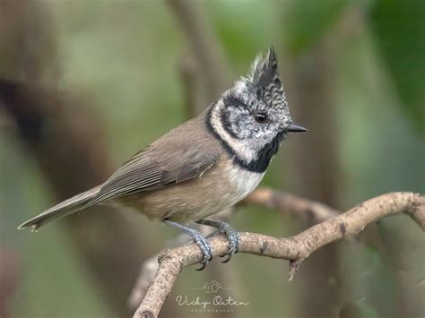 Crested Tit Vicky Outen Flickr