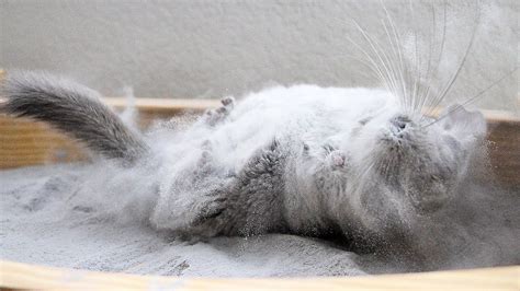 Taro The Chinchilla Gleefully Rolls Around In A Bath Of Dust Chinchilla