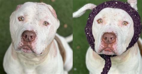 Veterinario Teje Un Gorro Para Perrito Sin Orejas Quiere Que Lo