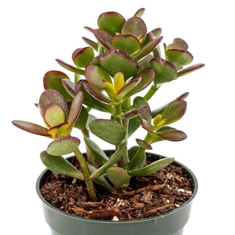 Inch Crassula Ovata Cactus Jungle