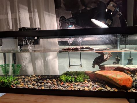 Turtle Tank R Aquariums