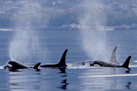 50 Years On The Bc Coast Blueprintforthecoast