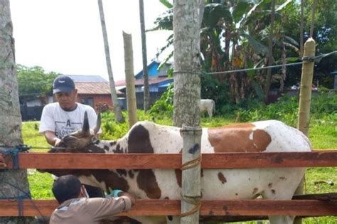 Menjadikan Malut Pemasok Sapi Di Indonesia Timur Antara News