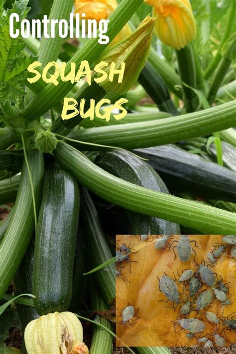 An Image Of Squash Bugs In The Garden With Text Overlay That Reads