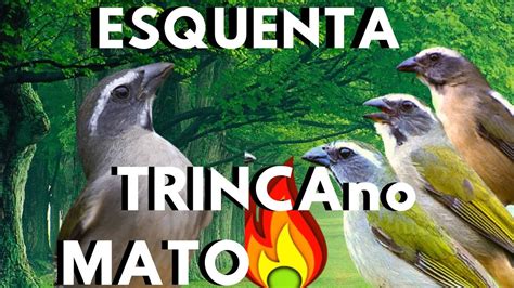 FAZ CANTAR ESQUENTAR TRINCA FERRO TRINCA FERRO NO MATO PARA