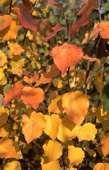 Columnar Swedish Aspen Glover Nursery