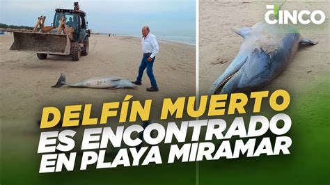 Encuentran Delfín Muerto En Playa Miramar