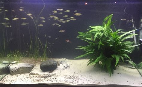 How to Fix Cloudy Aquarium Water: Causes & Remedies