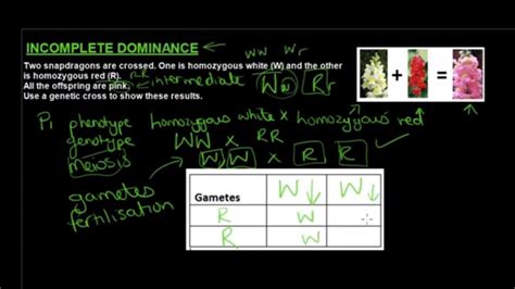 Gr 12 Life Sciences Genetics And Inheritance Part 3 Incomplete And Co