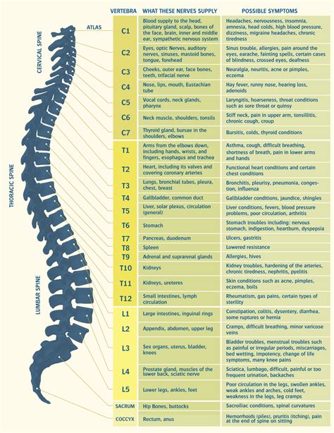 Spinal Nerve Chart Neurology Abba Humananatomy