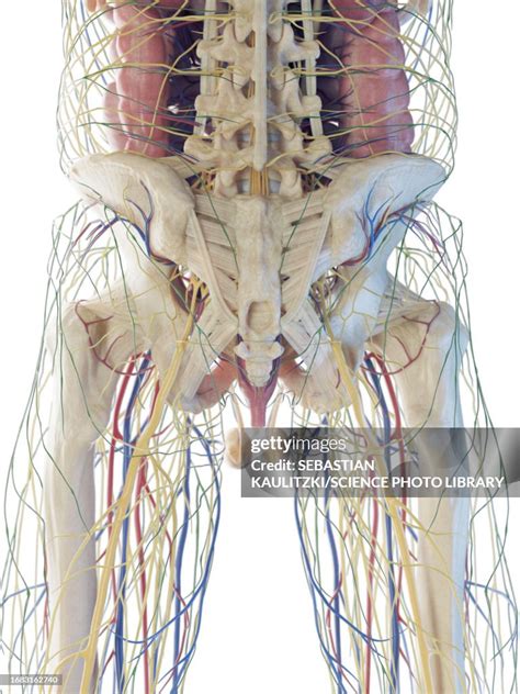 Male Lower Body Organs Illustration High Res Vector Graphic Getty Images