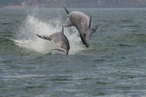 Setubal Tr Ia Sado Estuary Dolphin Watching Boat Trip Getyourguide