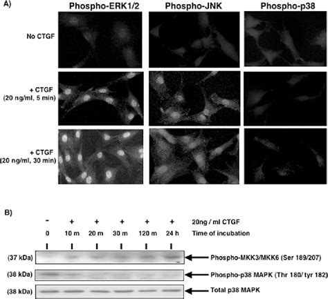 Figure 1 From Connective Tissue Growth Factor Ctgf Promotes Activated