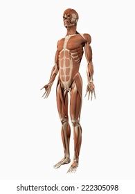 Illustration M Dicale D Du Syst Me Musculaire Illustration De Stock