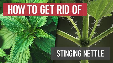 How To Get Rid Of Stinging Nettle Weed Management Youtube