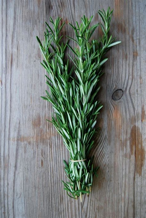 Pin by nishi on ハーブ in 2024 Rosemary plant Growing rosemary