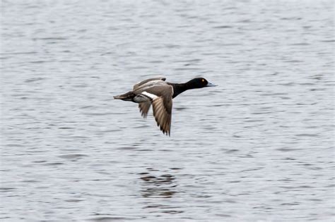 Birding St. Mark's National Wildlife Refuge in January