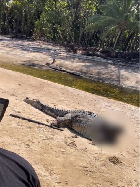 Fury At Large Crocodile Beheading At Cow Bay Near Daintree Qld News