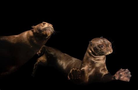 South American Giant River Otters Belong To The Worlds Largest River