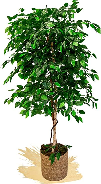 Maia Shop Ficus Artificial Con Troncos Naturales Ideal Para Decoraci N